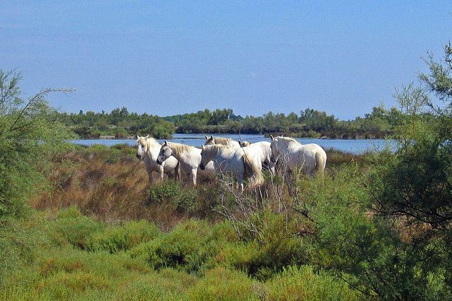 From Avignon: Half-Day Camargue and Saintes-Maries-de-la-Mer - Encountering Camargues Iconic Wildlife