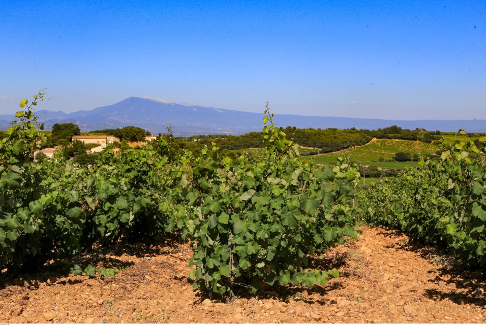 From Avignon: Half-Day Great Vineyards Tour - Visiting Gigondas, Seguret, and Châteauneuf-du-Pape