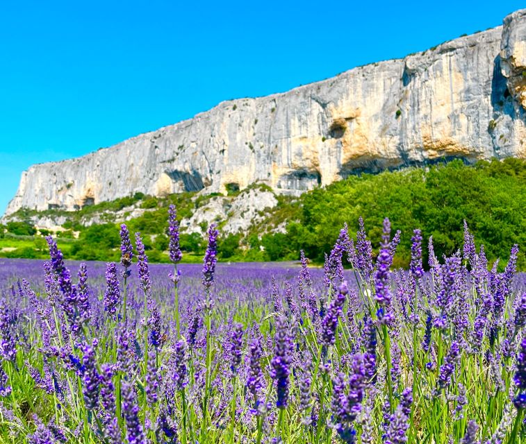 From Avignon: Lavender Tour in Valensole, Sault and Luberon - Tour Highlights