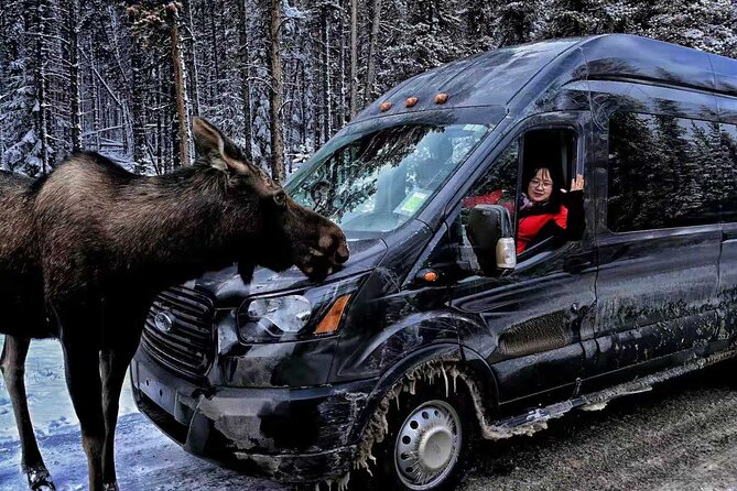 From Banff/Canmore: Moraine Lake and Lake Louise Shared Transfer - Group Size and Operator