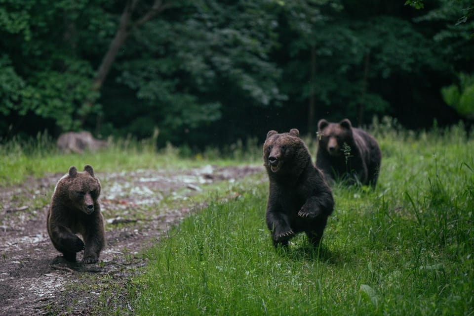 From Brasov: Brown Bear Watching in the Carpathian Mountains - Availability and Cancellation