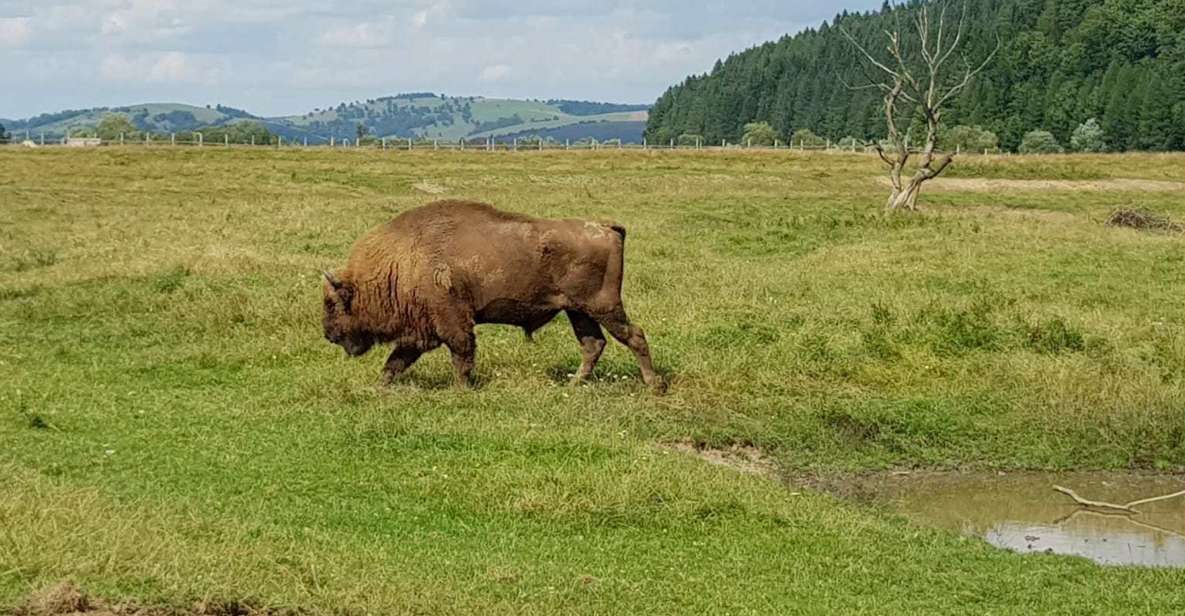 From Brasov: Day Trip to Bison Reserve & Traditional Lunch - Included Services