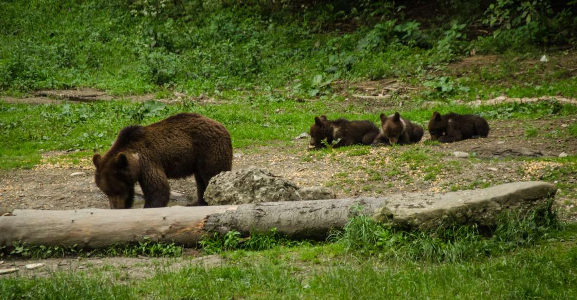 From Brasov: Small-Group Bear Watching Experience - Bear Population in Romania