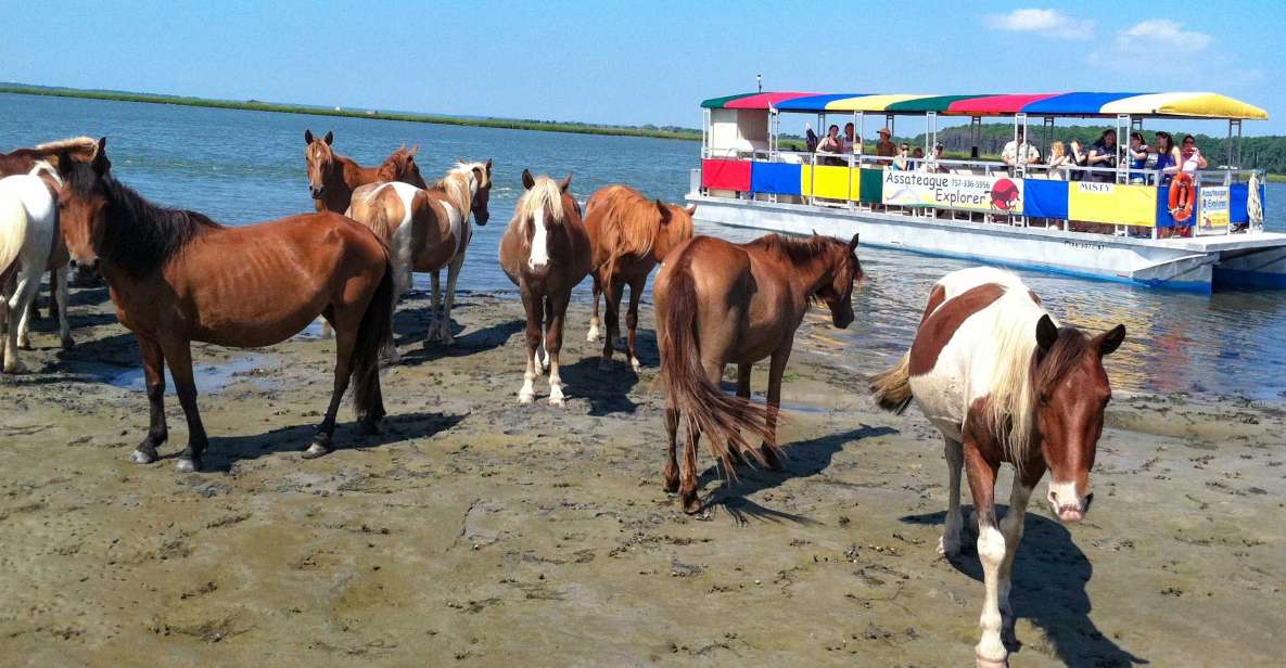 From Chincoteague Island: Assateague Island Boat Tour - Tour Details