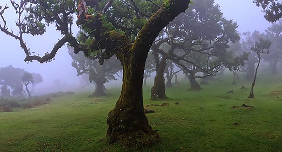 From Funchal: West Madeira Waterfalls and Fanal Forest Tour - Wander Through Magical Fanal Forest