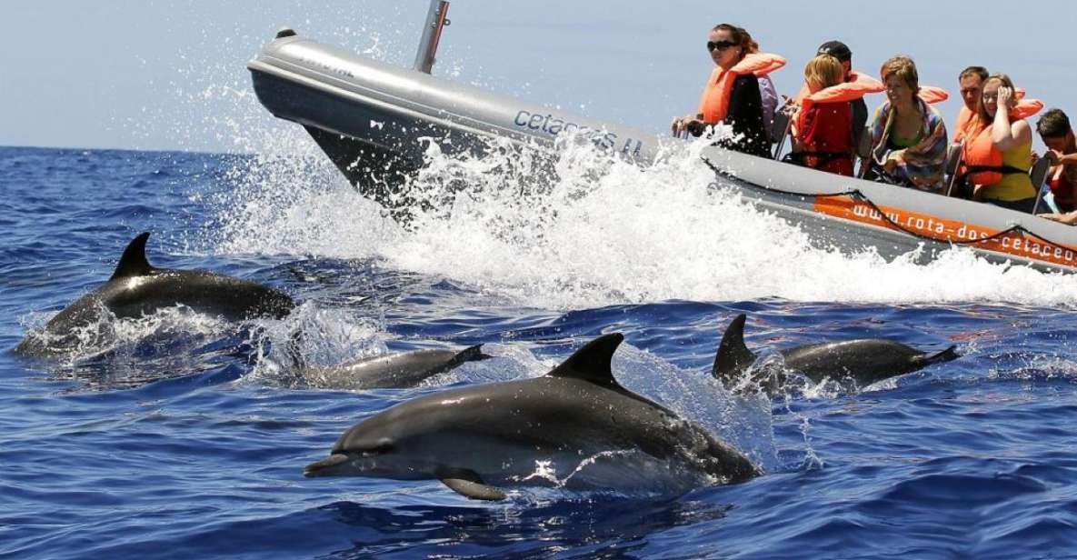 From Funchal: Whale and Dolphin Watching - Marine Life Encounters