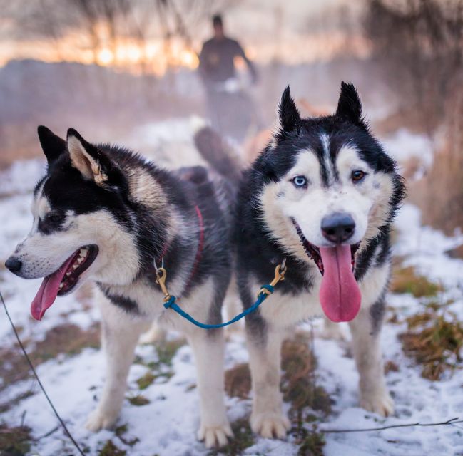 From Krakow: Dogsled Ride in Tatra Mountain - Travel Times