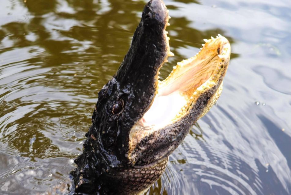 From Lafitte: Swamp Tours South of New Orleans by Airboat - Tour Details