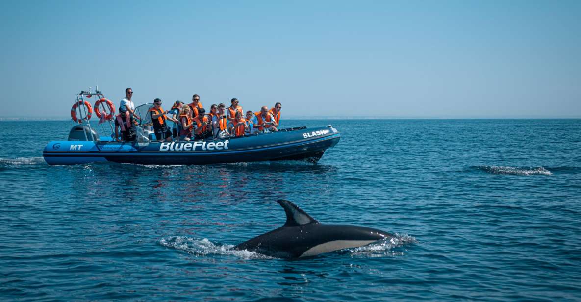 From Lagos: Dolphin Watching Boat Trip - Meeting Point and Logistics