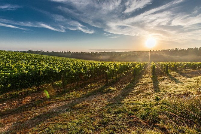 From Lake Garda: Full-Day Valpolicella Wine and Lunch Guided Trip - Accessibility and Suitability