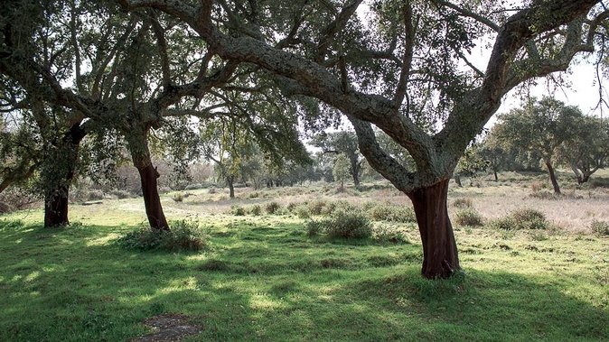 From Lisbon to Alentejo: Évora and Megaliths Full-Day Tour - Tour Duration and Logistics