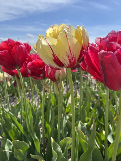 From Lisse: Landrover Tour Along Keukenhof & Flower Fields - Meeting Point and Directions