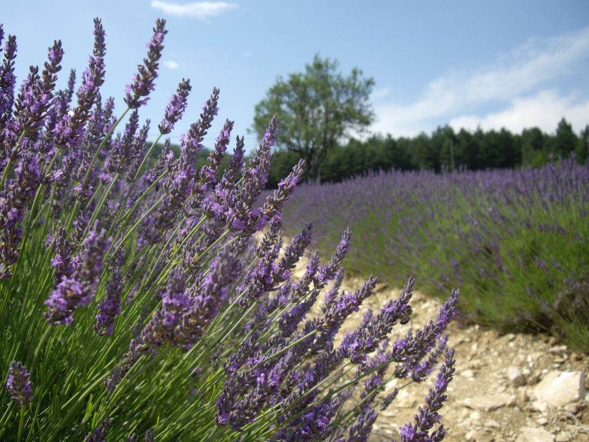 From Marseille: Valensole Lavenders Tour From Cruise Port - Highlights of the Tour