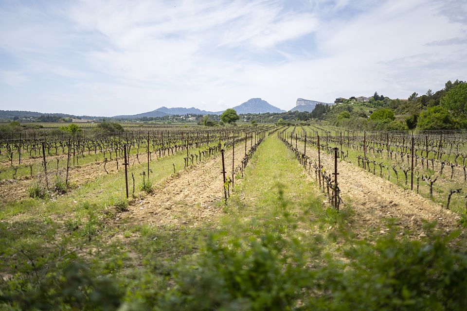 From Montpellier: Half-Day Vineyard & Pic Saint-Loup Tour - Guided Winery Tours