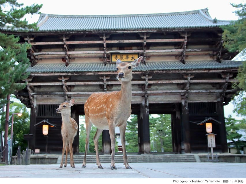 From Nara:Half-Day Bus Tour to UNESCO Heritage&Mt. Wakakusa - Key Stops