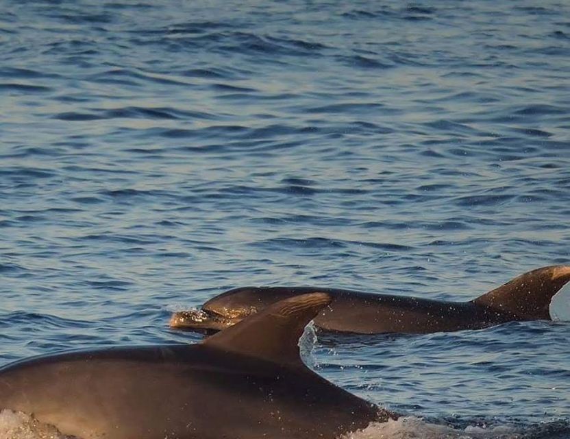 From Poreč: Evening Dolphin Cruise With Welcome Drink - Accessibility Information