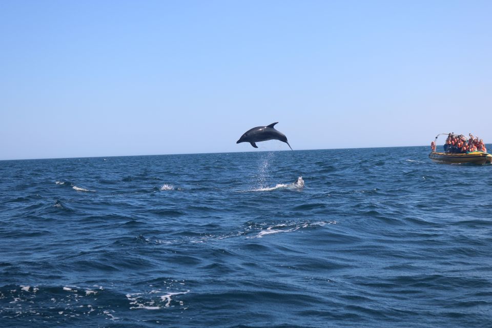 From Portimão: Dolphin Watch & Lagos Coastline With Biologist - Highlights of the Tour