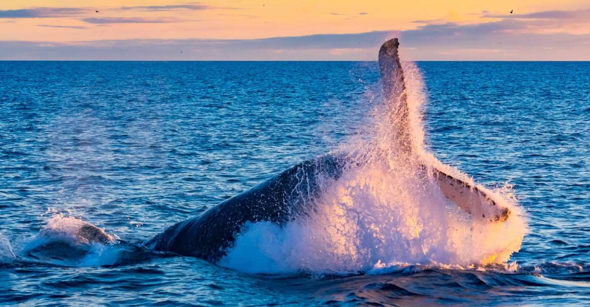 From Reykjavik: Full Day Whale Watching & Golden Circle Tour - Tour Inclusions and Exclusions