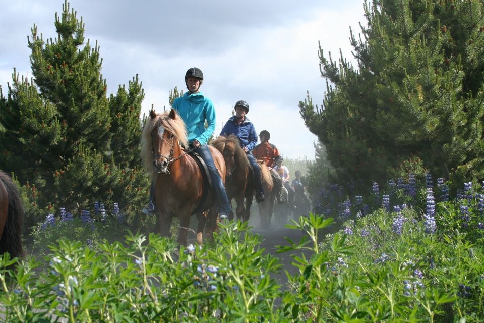 From Reykjavík: Viking Horseback Tour in Hafnarfjörður - Pickup and Drop-off Locations