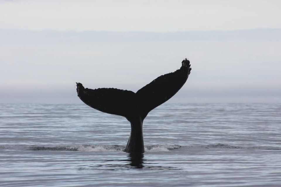 From Reykjavik: Whale and Puffin Watching RIB Boat Tour - Minimum Participants Requirement