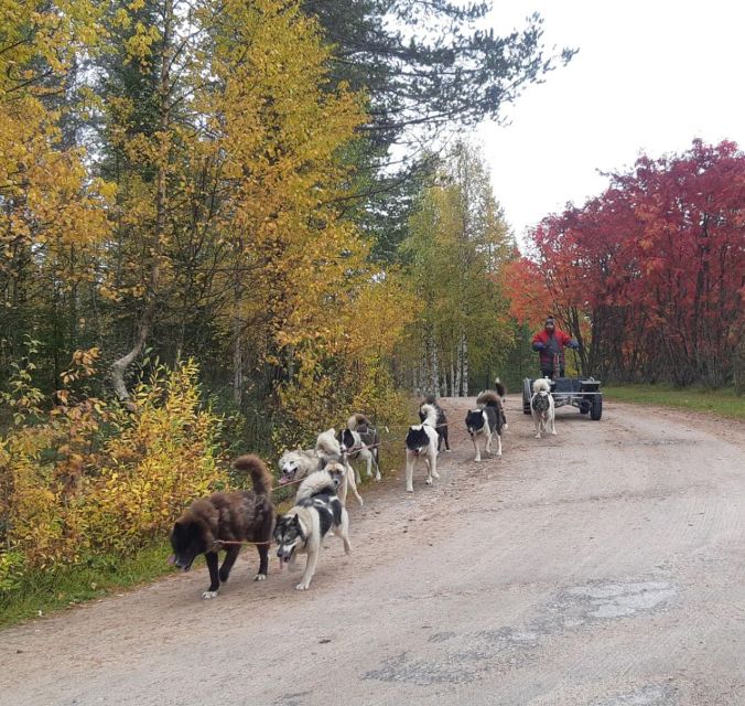 From Rovaniemi: Autumn Husky Safari Adventure - Included Experiences