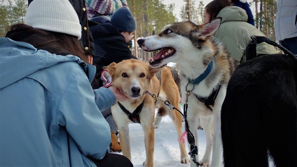 From Rovaniemi: Lapland Reindeer and Husky Sled Safari - Husky Farm Visit