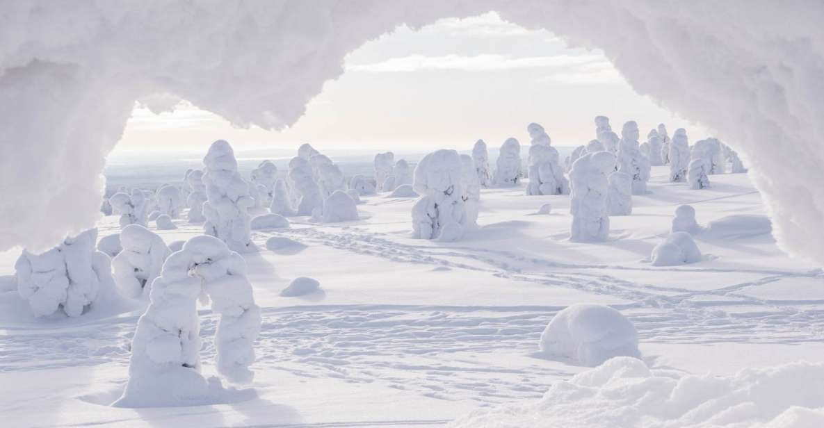 From Rovaniemi: Winter Wonderland Hike With a Hot Drink - Included in the Tour