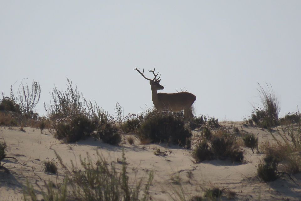 From Seville: Doñana National Park 4x4 Tour - Inclusions and Exclusions