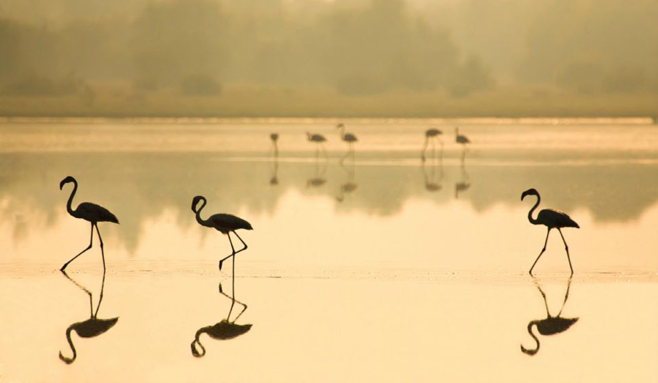 From Seville: Doñana National Park Full-Day Private Tour - Wildlife Viewing in Doñana