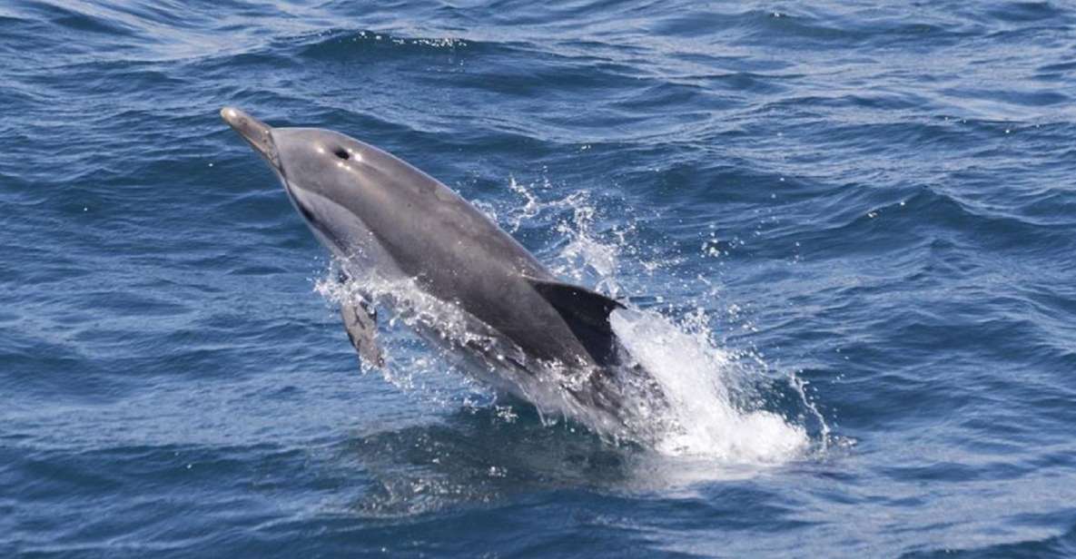 From Seville: Gibraltar Dolphins Watching Day Trip - Dolphin Watching Experience