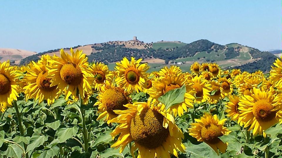 From Seville: White Villages and Ronda Full-Day Trip - Castle of Las Aguzaderas