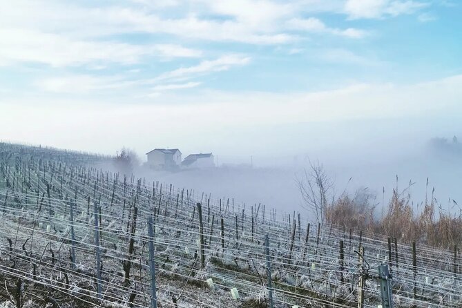 Full Day Barolo&Barbaresco Wine Tour From Milano With a Local Winemaker - Winemaking and Grape Varieties