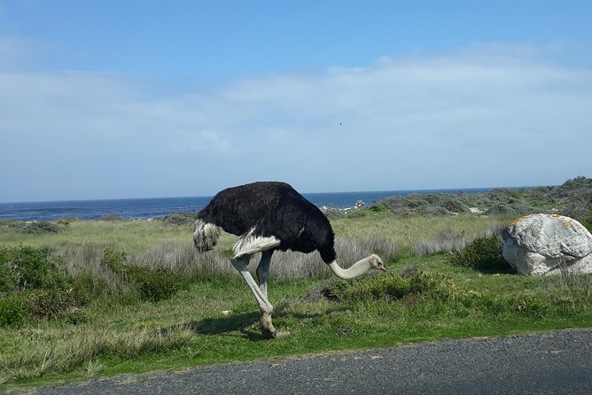 Full Day Cape Peninsula Tour in Private Car - Logistics