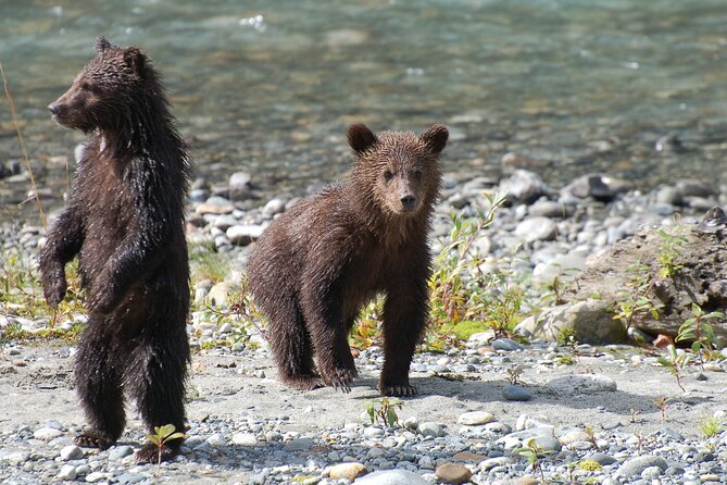 Full Day Grizzly Bear Tour to Bute Inlet - Cancellation and Refund Policy