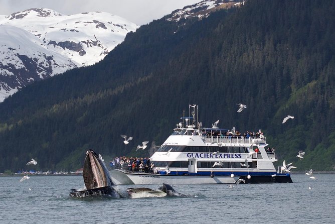 Full-Day Kenai Fjords National Park Cruise - Accessibility and Travel Information