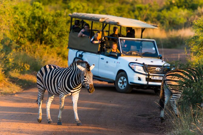 Full Day Pilanesberg Safari Adventure - Safari Reviews and Ratings