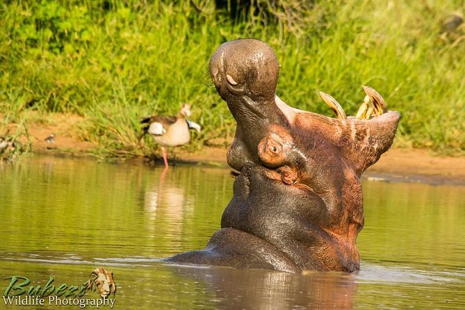 Full Day Safari - Kruger National Park - Pickup and Drop-off Details