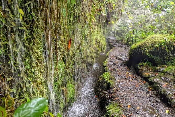 Full-Day Self Guided Hike in Caldeirão Verde Levada - Reviews and Feedback