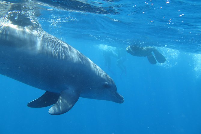 Full-Day Snorkeling With Dolphins in Hurghada With Lunch - Dolphin Encounters