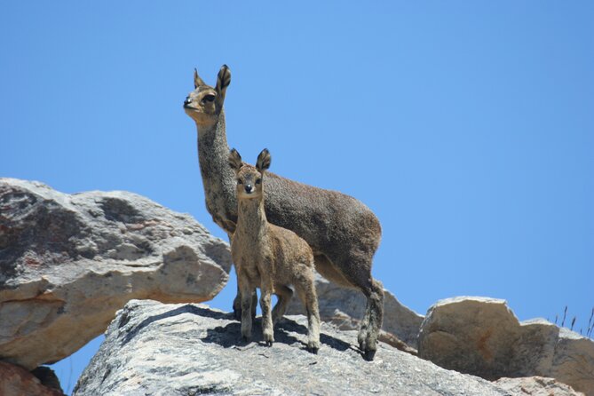 Full-Day Swartberg Mountain PRIVATE Tour (Including Lunch and Transfers) - Conservation Efforts