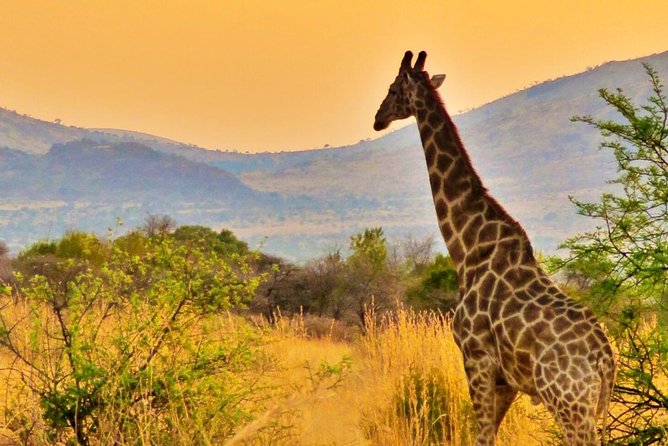 Full Day Ultimate Pilanesberg National Park Safari From Johannesburg or Pretoria - Possible Wildlife Sightings