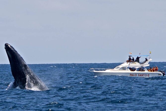 Full-Day Whale Watching Tour in Samana Bay From Cabeza De Toro - Cayo Levantado Visit