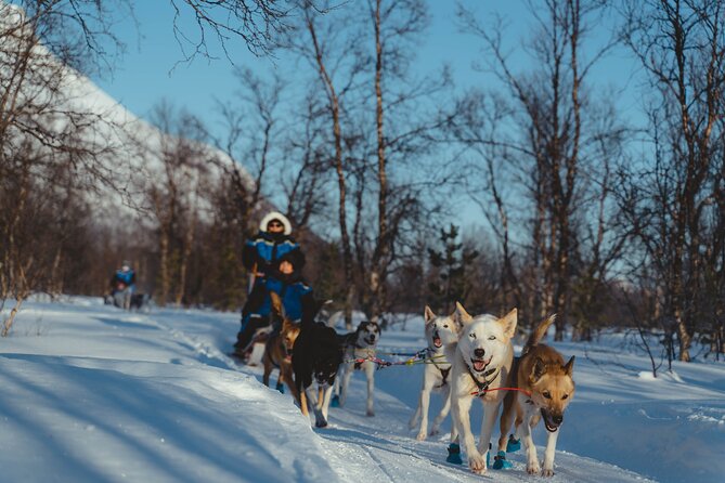 Fun & Easy Dog Sledding Adventure - Early Bird - Safety Precautions and Comfort