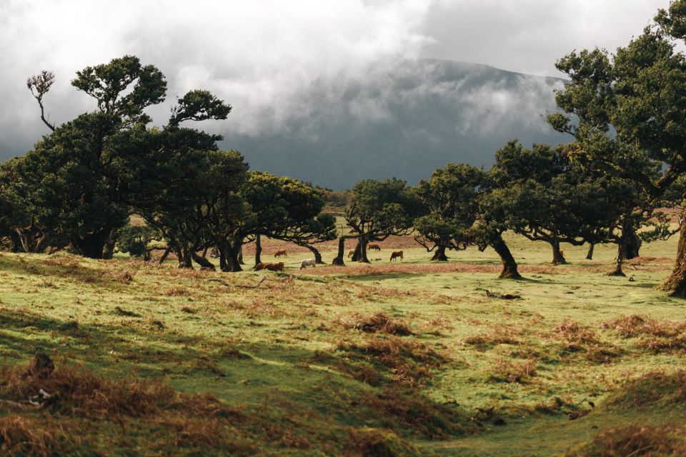 Funchal: Fanal Forest Roundtrip Transfer - Hiking Experience