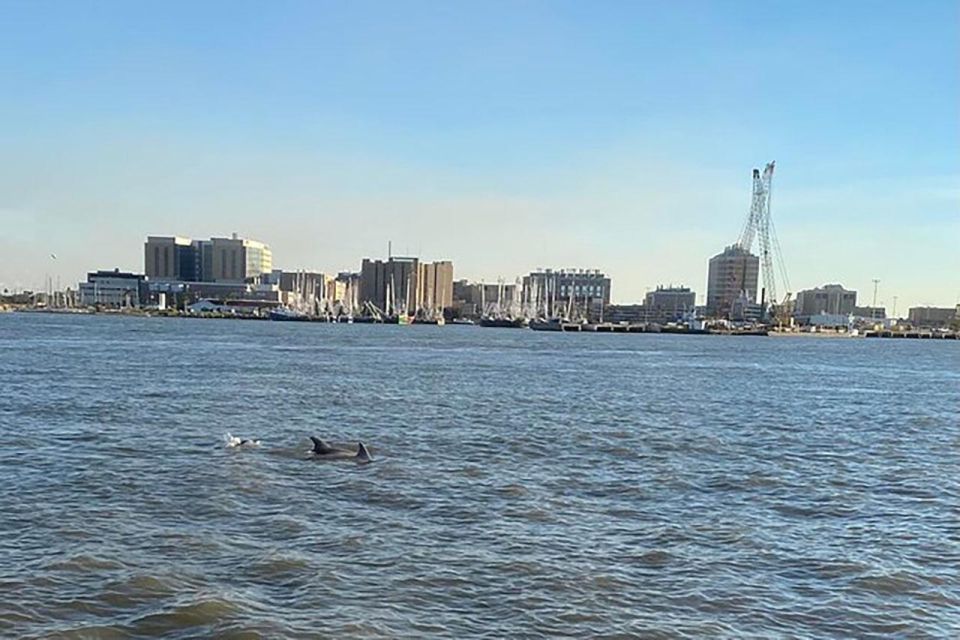 Galveston: Dolphin-Watching Cruise - Tour Details