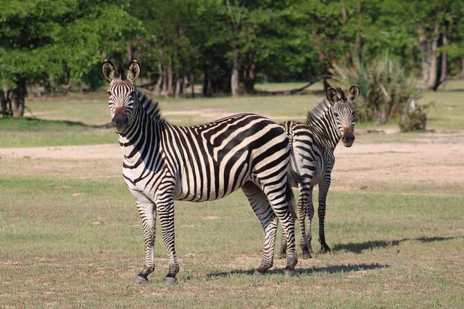 Game Drive in the Mosi Oa Tunya National Park - Livingstone - Hotel Pickup and Drop-off