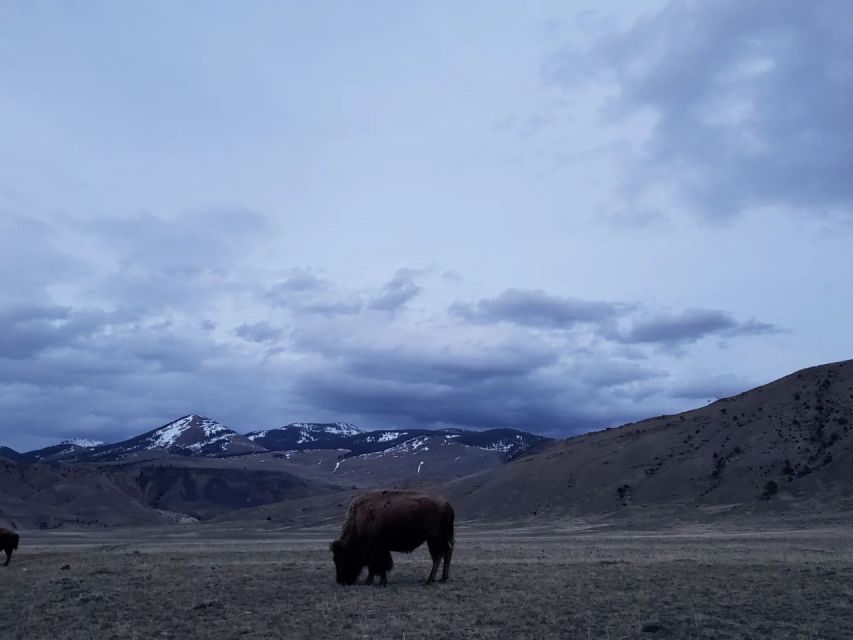 Gardiner: Yellowstone National Park Wildlife Guided Tour - Highlights of the Tour