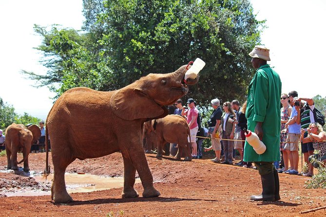 Giraffe Centre, Elephant Orphanage, and Bomas of Kenya Day Tour From Nairobi - David Sheldrick Elephant Orphanage