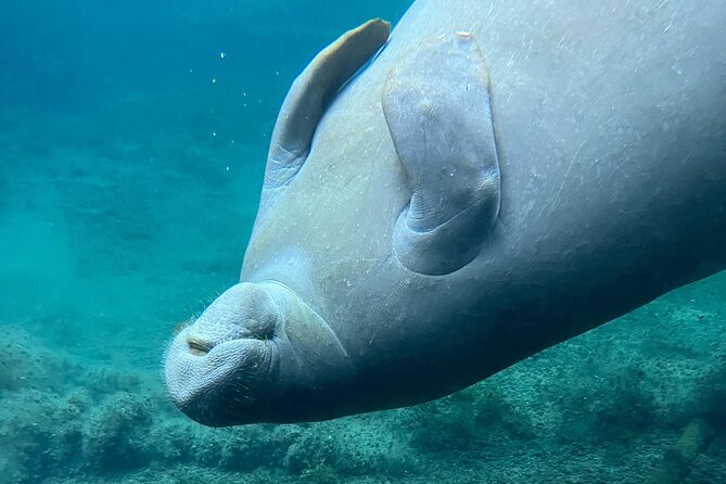 Glass Bottom Kayak Tours of Silver Springs - Tour Experience Highlights