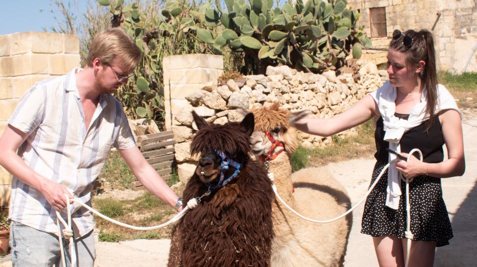 Gozo Alpaca Walks : With Feeding and Farm Visit - Inclusions and Logistics